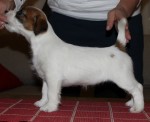 tsarodej_jack_daisy_boo1