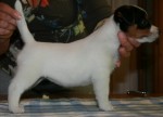 tsarodej_jack_fanny1