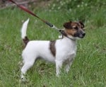 tsarodej_jack_justine2