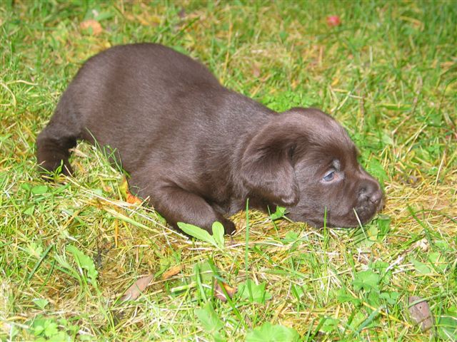 maisa_puppies1