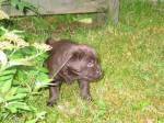 maisa_puppies2