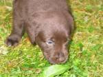maisa_puppies3