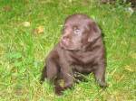 maisa_puppies4