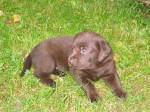 maisa_puppies5