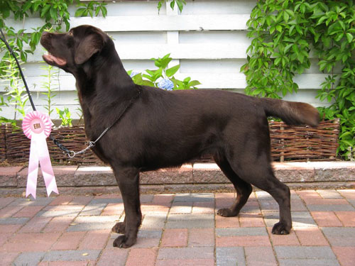 tsarodej_coconut_choco1