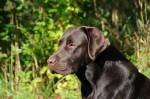 hindhills_brown_velvet1