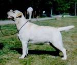 tsarodej_barney