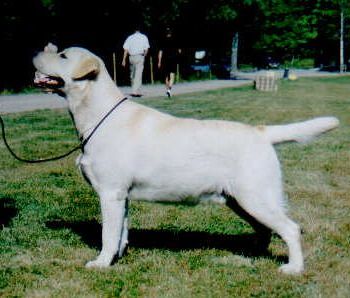 tsarodej_barney