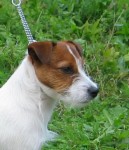Tsarodej Jack O'Maddie