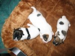 chanel_puppies_2010063004