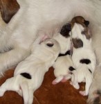 puppies_2010062501