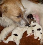 puppies_2010062502