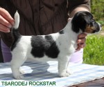 IMG_1833 IMG_1833