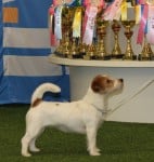 tsarodej_jack_carissima1-jpg
