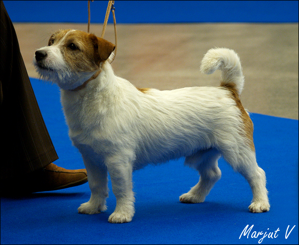 mallorns_jack_tsarodej5